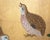 "Chrysanthemums and Quail" by Setsuga, 1980s Japanese Byobu Screen For Sale - Image 14 of 18