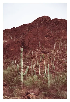 Southwest Desert Landscape With Cactus Photograph – 32" X 48