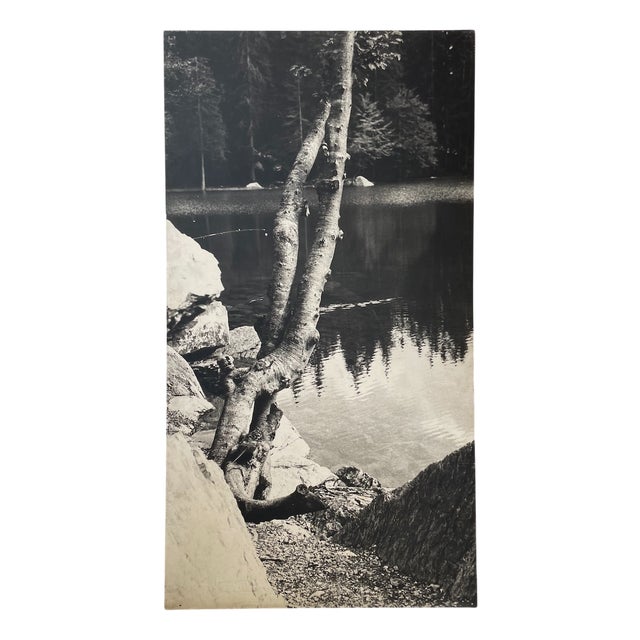 Black and White Tree Photograph in Wood & Paper, 1970s For Sale