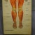 Human Musculature Foldable Anatomical Wall Chart For Sale - Image 4 of 9