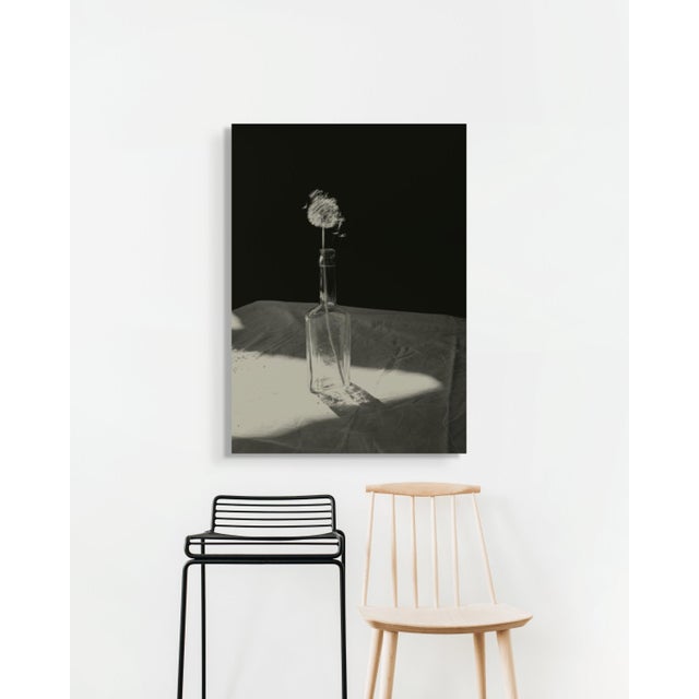Contemporary Dandelion by Jonė Reed – Limited Edition Still Life Photograph | Framed Metal Print, Ready to Hang, Signed For Sale - Image 3 of 6