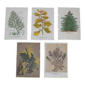 Antique Botanical Ornamental Leaves Lithographs - Set of 5