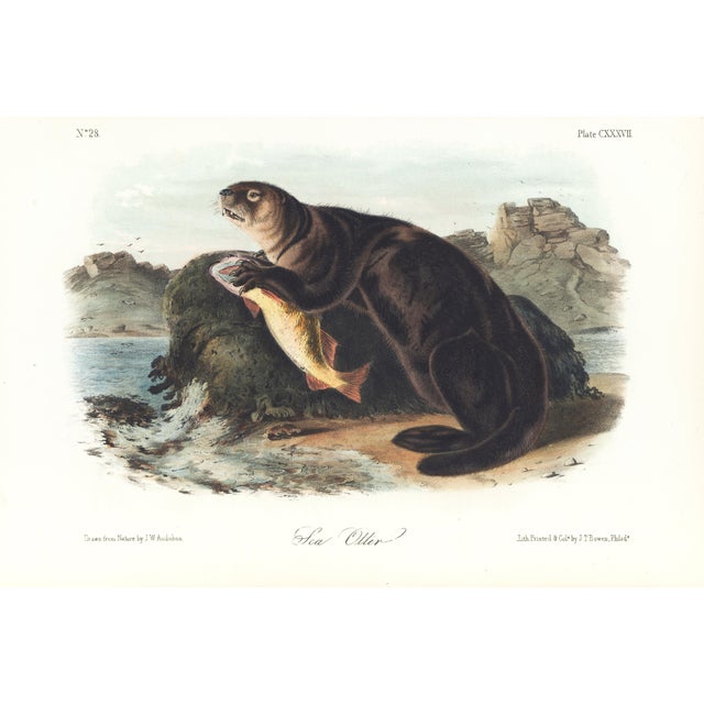 1854 Audubon Quadruped Octavo Lithograph "Plate 137 Sea Otter" For Sale