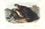 1854 Audubon Quadruped Octavo Lithograph "Plate 137 Sea Otter" For Sale