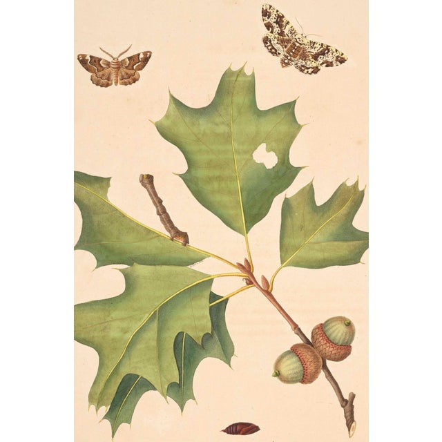 A beautiful example of eighteenth-century natural history illustration, this vintage art print reproduction features an...
