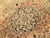 Antique Hand-Knotted Persian Rug. 4'x 7' For Sale - Image 13 of 16