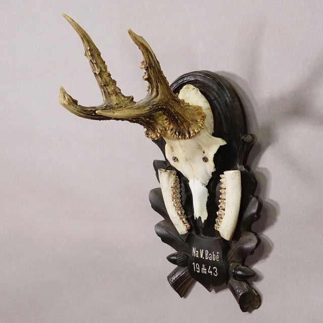 Black Forest Vintage Roe Deer Trophy on Carved Plaque 1943 A large vintage roe deer (Capreolus capreolus) trophy on a...