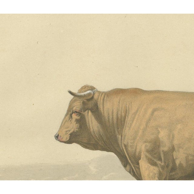 French Artist, Comtois Bull, 1873, Paper For Sale - Image 4 of 12