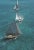 Sailing in the Bahamas 1964 A high angle view showing a formation of sailing boats in the Bahamas, 1964. (Photo by Slim...