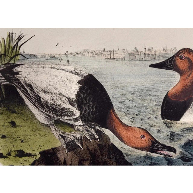 Realism Audubon Canvass Back Duck: An Original 19th C. Audubon Hand-Colored Bird Lithograph, 1870 For Sale - Image 3 of 6
