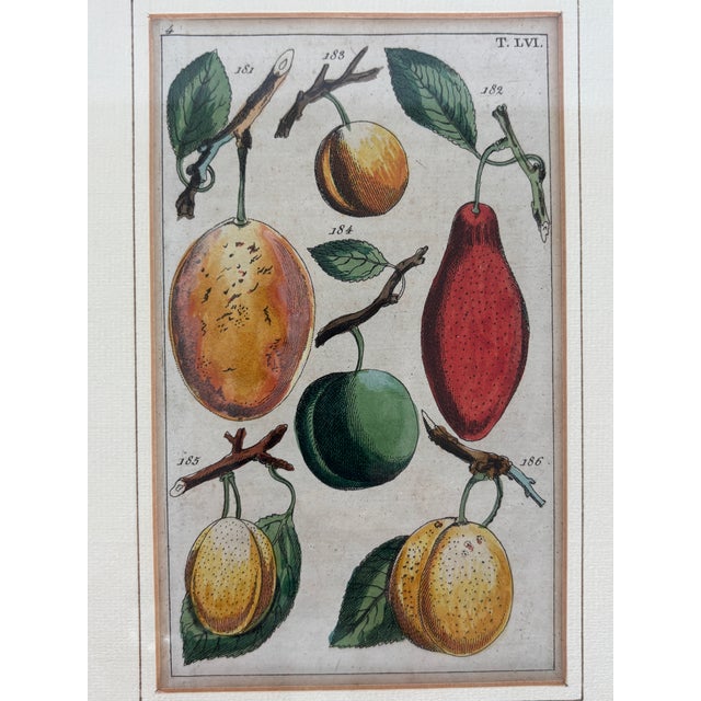 Early 19th Century Antique German Hand Colored Botanical (Fruit) Engravings in Gilt Frames, Set of 4 For Sale - Image 5 of 12