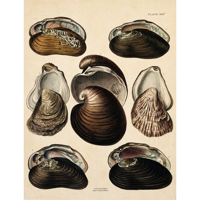 Mussel & Clam Shells | Original Hand-Colored Shell Engraving – Captain Thomas Brown, Plate XXX | C. 1827 For Sale