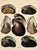 Mussel & Clam Shells | Original Hand-Colored Shell Engraving – Captain Thomas Brown, Plate XXX | C. 1827 For Sale