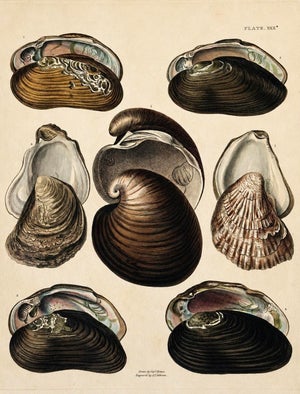 Mussel & Clam Shells | Original Hand-Colored Shell Engraving – Captain Thomas Brown, Plate XXX | C. 1827