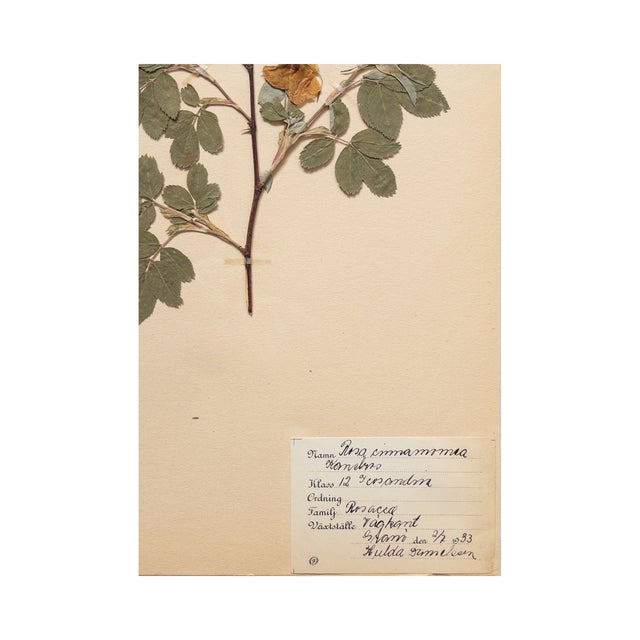 Vintage Swedish Herbarium - Cinnamon Rose, Circa 1933 For Sale In Seattle - Image 6 of 6