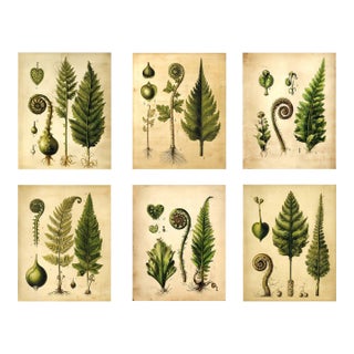 Set of 6 Fiddlehead Fern Studies | Antique Botanical Fine Art Prints For Sale