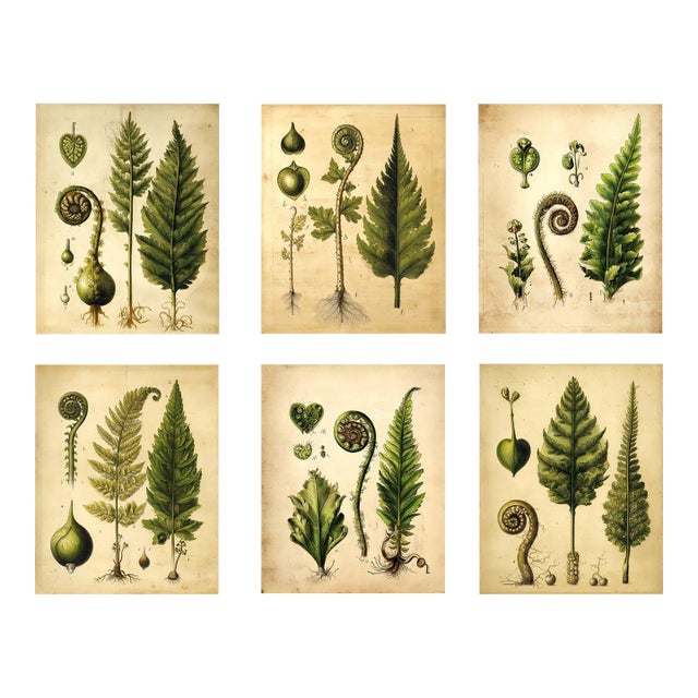Set of 6 Fiddlehead Fern Studies | Antique Botanical Fine Art Prints For Sale
