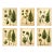 Set of 6 Fiddlehead Fern Studies | Antique Botanical Fine Art Prints For Sale
