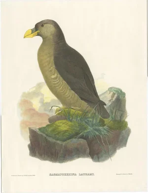 Daniel Giraud Elliot, Latham's Guillemot, 1868, Print