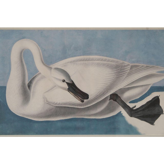 John James Audubon Ornithological Print, 'Trumpeter Swan' For Sale - Image 9 of 12