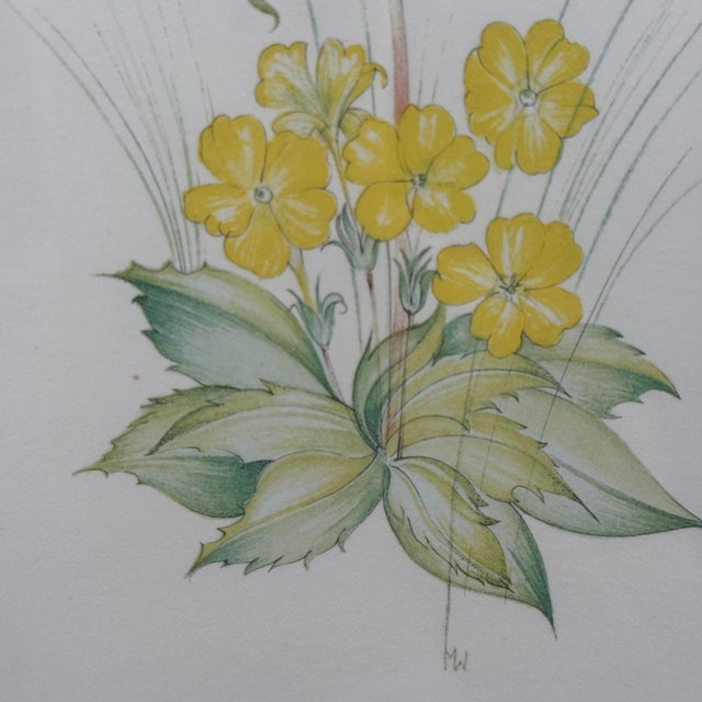 Title: Vintage Margot Weemaes Primula Kewensis Botanical Print 1981 Framed For Sale In Tampa - Image 6 of 11