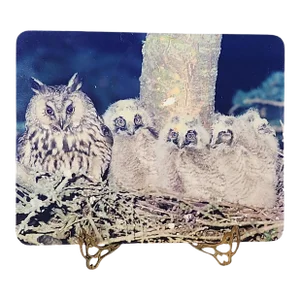 Ken Taylor (Scottish) Associate Royal Photographic Society Signed Photo on Board - Long Eared Owls