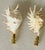 Vintage pair of sea shell lamp finials, 4,5” each on brass bases.