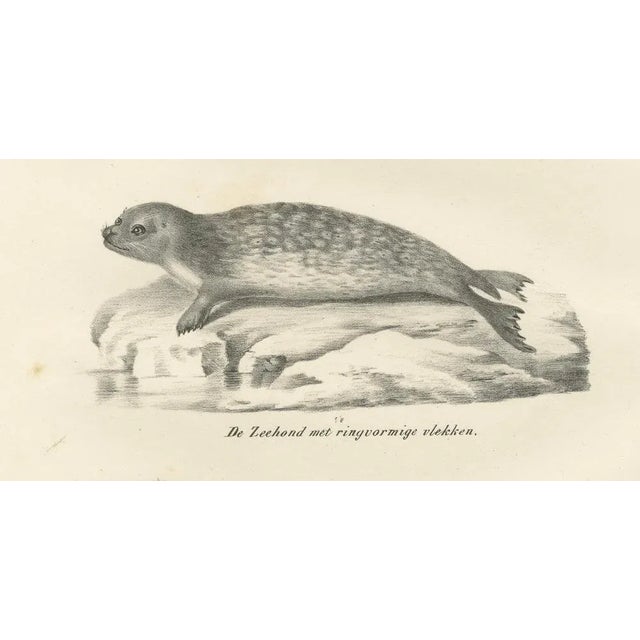 Seals and Elephant Seals in Arctic and Marine Habitat, 1836, Lithograph For Sale - Image 6 of 10