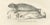 Seals and Elephant Seals in Arctic and Marine Habitat, 1836, Lithograph For Sale - Image 6 of 10