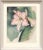 Joseph Yeager Amaryllis Blossom Watercolor Circa 1940-1950 For Sale In Monterey, CA - Image 6 of 6