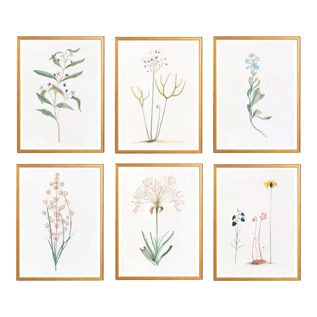 Celerie Kemble Curated Australian Botanical Set of 6 (24X30) in Gold Frame For Sale