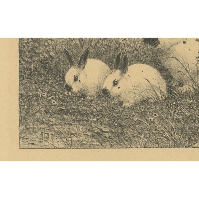Paper Henri Verstijnen, English Spot Rabbits Wildlife, 1925, Lithograph For Sale - Image 7 of 9