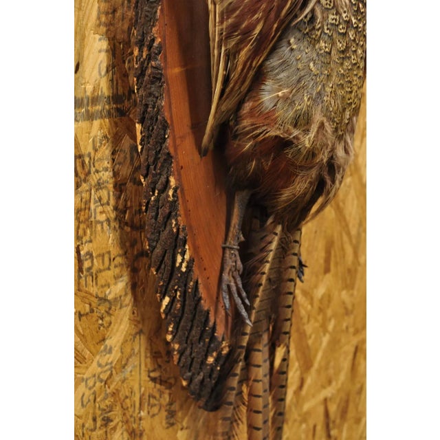 Vintage Ringneck Pheasant Bird Full Body Wall Mount on Wood Taxidermy Decor For Sale In Philadelphia - Image 6 of 12