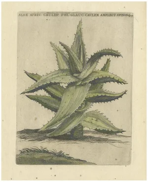 Caspar Commelin, Praeludia Botanica: Caulescent African Aloe, 1703, Print