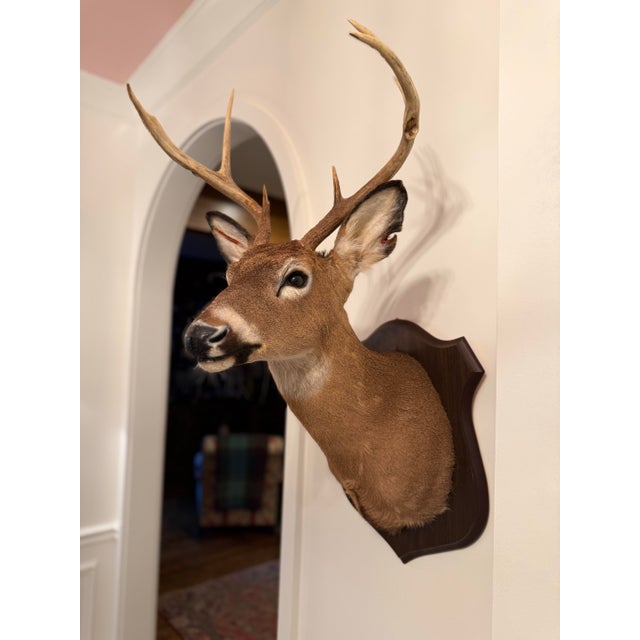 1990s White-Tailed Deer Taxidermy Mount on Wood Plaque - 7 Point For Sale - Image 4 of 12