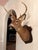 1990s White-Tailed Deer Taxidermy Mount on Wood Plaque - 7 Point For Sale - Image 4 of 12