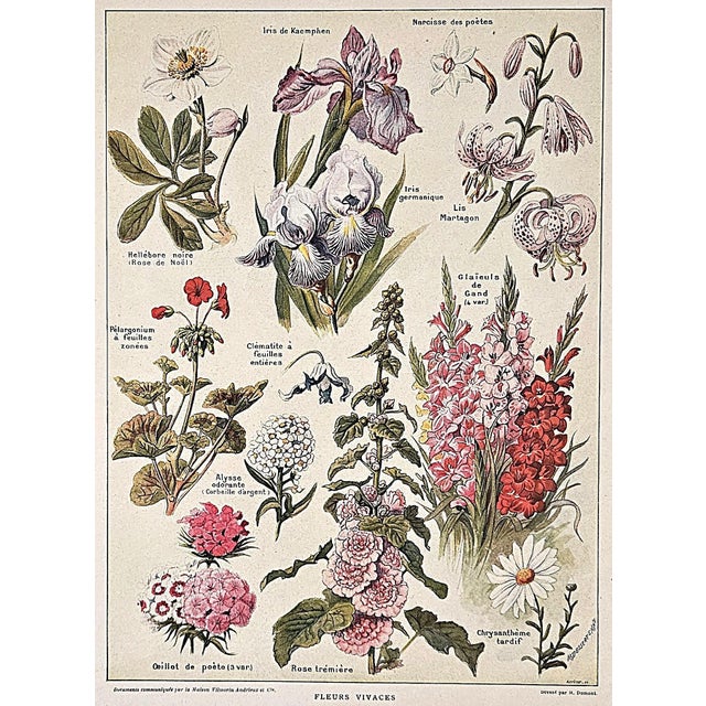 1920s 1921 Rare Set of 3 Antique French Illustrated Botanical Flowers in Red For Sale - Image 5 of 7