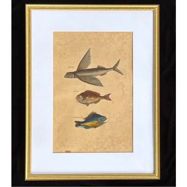 18th Century Framed Trio of Fish Engraving by Mark Catesby For Sale - Image 10 of 10