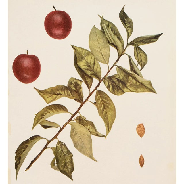 1900 - 1909 1900s U. P. Hedrick, Original Antique Photogravure of America Plums For Sale - Image 5 of 7
