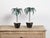 Green Pair of French Midcentury Palm Tree Sculptures in Black Tapering Pots For Sale - Image 8 of 10