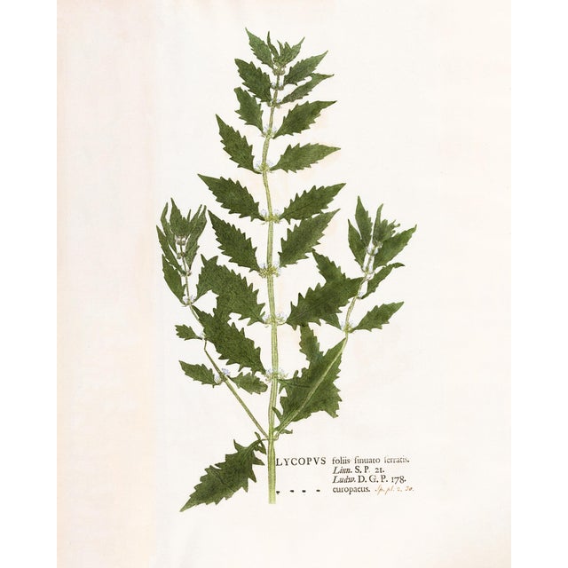 Paint Contemporary Reproduction Prints of Antique British Botanical Set of 12 For Sale - Image 7 of 10