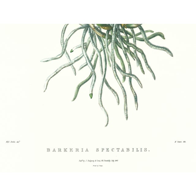 Realism Large 1973 Orchid Flower Lithograph "Barkeria Spectabilis" (Shewy Barkeria) After James Bateman For Sale - Image 3 of 6