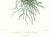 Realism Large 1973 Orchid Flower Lithograph "Barkeria Spectabilis" (Shewy Barkeria) After James Bateman For Sale - Image 3 of 6