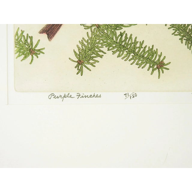 Rustic Vintage 1969 Maurice Bebb Purple Finches Aquatint Etching For Sale - Image 3 of 6