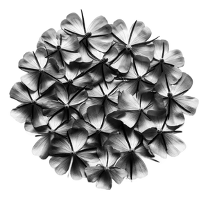 Ugne Pouwell, Misty Blooms, 2025, Photography