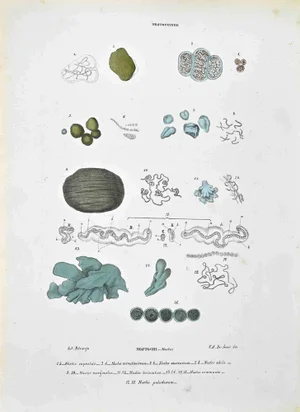 Vincenzo Tenore, The Nostokine, Lithograph, 1870s