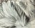 Jean-Baptiste Oudry, White Duck, 1800s, Oil on Canvas, Framed For Sale - Image 6 of 13