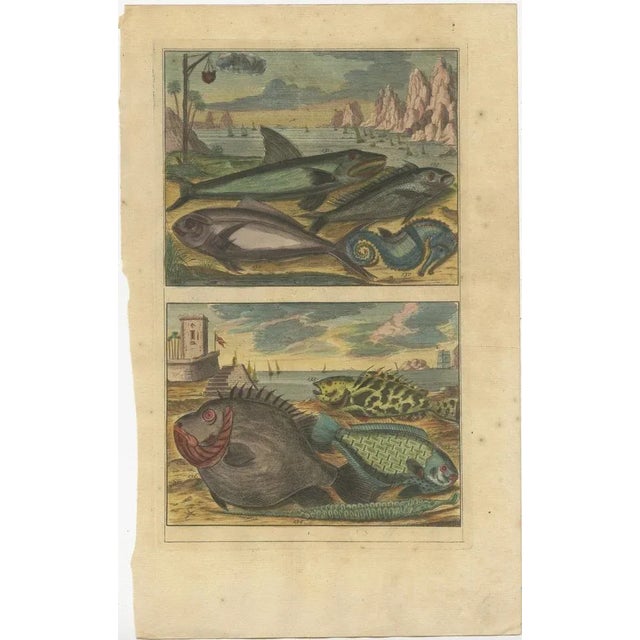 Gold Various Fish Species and Other Marine Life, 1726, Paper, Set of 12 For Sale - Image 8 of 14