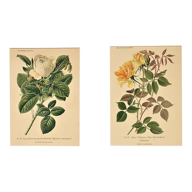 1893 Set of 2-French Antique Botanical Lithographs-Roses, Matted For Sale