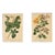 1893 Set of 2-French Antique Botanical Lithographs-Roses, Matted For Sale